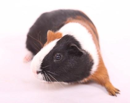 Animal Man's Mini Zoo Parties