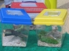 Gala and Fun Day Attractions