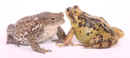 frog-and-toad-on-white