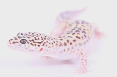 gecko-on-white
