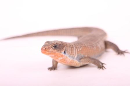 plated-lizard-on-white