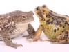 frog-and-toad-on-white