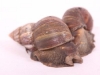 snails-on-white
