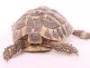 tortoise-on-white