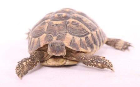 tortoise-on-white